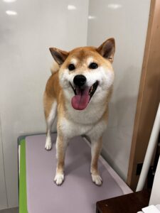 タロくんのトリミング写真