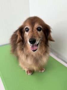 チョコちゃんのトリミング写真