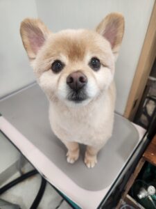 チョビくんのトリミング写真