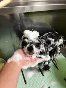 ティムくんのトリミング写真