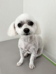 ノアちゃんのトリミング写真