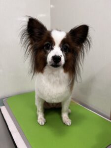 ピノちゃんのトリミング写真