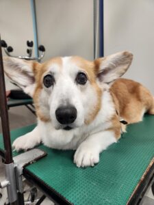 ピースちゃんのトリミング写真