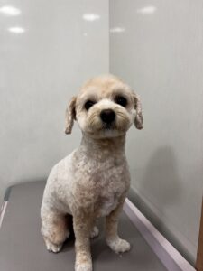 ベルちゃんのトリミング写真