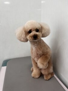 マロンくんのトリミング写真