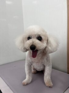 マロンちゃんのトリミング写真