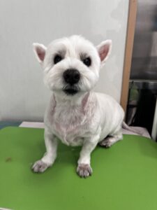 ミルちゃんのトリミング写真