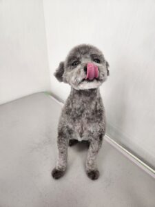 メイくんのトリミング写真