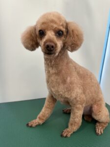 メイプルくんのトリミング写真