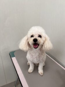 メルちゃんのトリミング写真