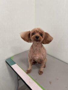 モカくんのトリミング写真