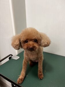 モカちゃんのトリミング写真