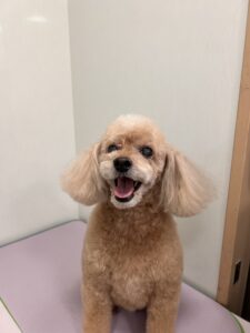 モカちゃんのトリミング写真