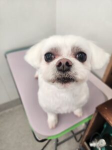 ライくんのトリミング写真