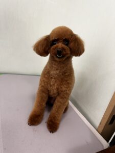 ライムくんのトリミング写真