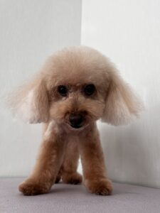 ラムちゃんのトリミング写真