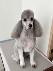 ラルゴくんのトリミング写真