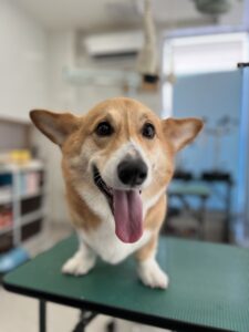 ラルフくんのトリミング写真