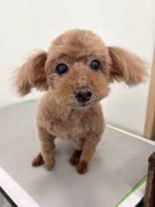 リヨンくんのトリミング写真
