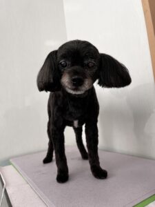 レオくんのトリミング写真