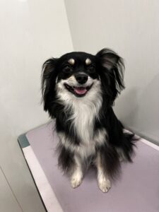 レナちゃんのトリミング写真