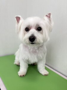 ロコちゃんのトリミング写真