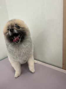 ほたるちゃんのトリミング写真
