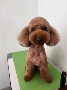 茶々丸くんのトリミング写真