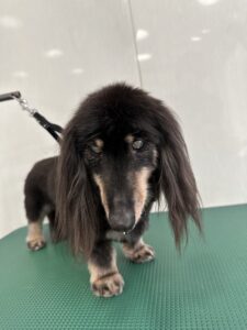 蓮(れん)くんのトリミング写真