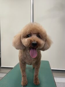 チョコくんのトリミング写真