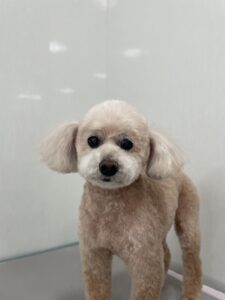 コロくんのトリミング写真