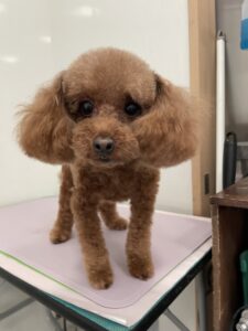 茶太郎(ちゃたろう)くんのトリミング写真