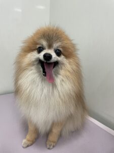 まるくんのトリミング写真
