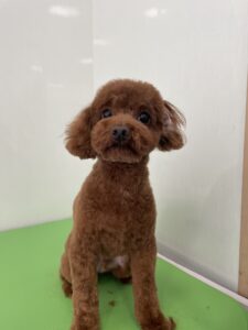 リオンくんのトリミング写真