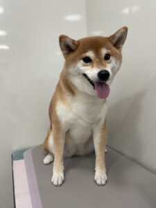 こなつちゃんのトリミング写真