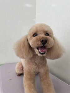パルムくんのトリミング写真