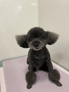 あんこくんのトリミング写真
