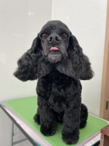 6月27日のわんこたちの写真