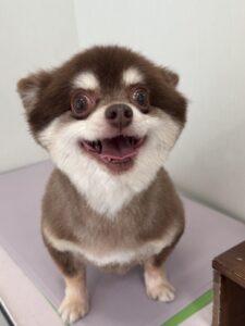 琥珀(こはく)くんのトリミング写真