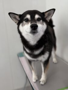 プーちゃんのトリミング写真