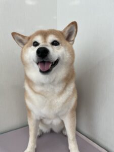 むぎちゃんのトリミング写真
