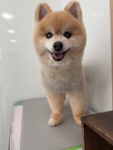 こじろーくんのトリミング写真
