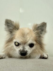くっきぃ～ちゃんのトリミング写真
