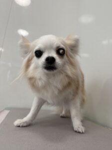 CINNAMON(しなもん)ちゃんのトリミング写真