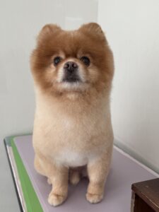 つばさくんのトリミング写真