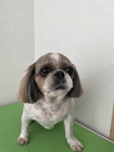 ピッポくんのトリミング写真