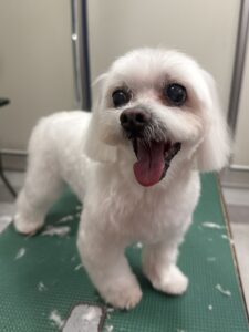 シュガーくんのトリミング写真