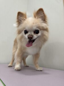 たまくんのトリミング写真