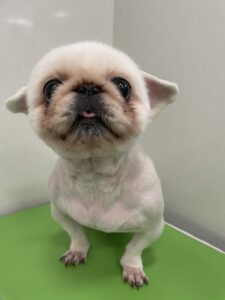 ミルキーちゃのトリミング写真