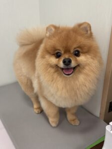 ぽん太くんのトリミング写真